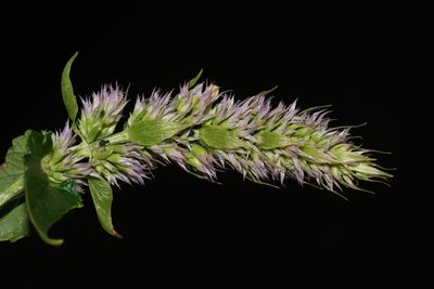 Agastache urticifolia, photographed by Brian Finzel
