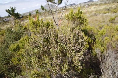Erica hispidula, photographed by Tony Rebelo
