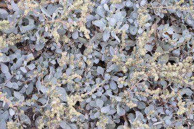 Atriplex barclayana, photographed by patrickc