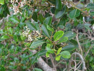 Apodytes dimidiata, photographed by Shaun Swanepoel