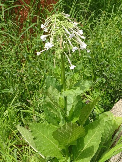 Nicotiana sylvestris, photographed by Shaun Swanepoel