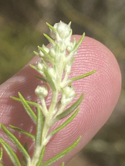Phylica confusa, photographed by Dave U