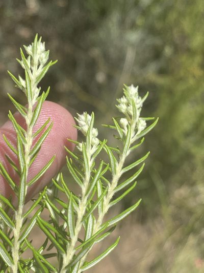 Phylica confusa, photographed by Dave U