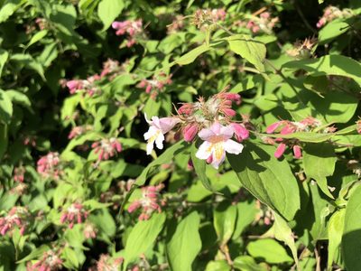 Linnaea amabilis, photographed by Jason Grant