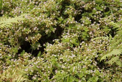 Crassula pellucida, photographed by Tony Rebelo