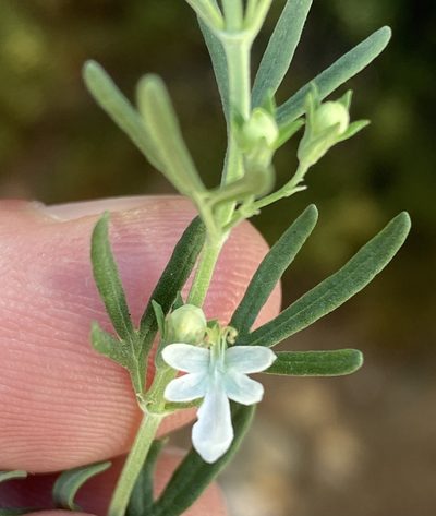 Teucrium africanum, photographed by Dave U