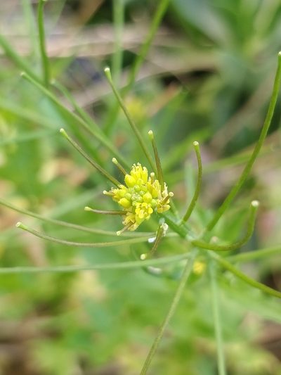 Sisymbrium erysimoides, photographed by Vítor Jorge