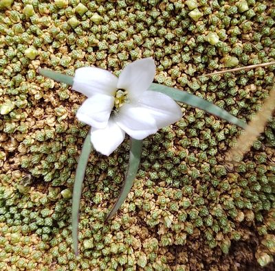 Olsynium acaule, photographed by Marien Béguelin