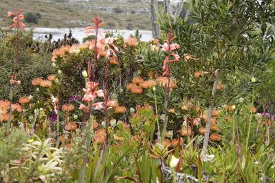 Leucospermum cordifolium, photographed by Tony Rebelo