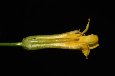 Crepis acuminata, photographed by Brian Finzel