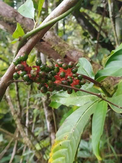 Palicourea calophylla, photographed by Guillaume Delaitre