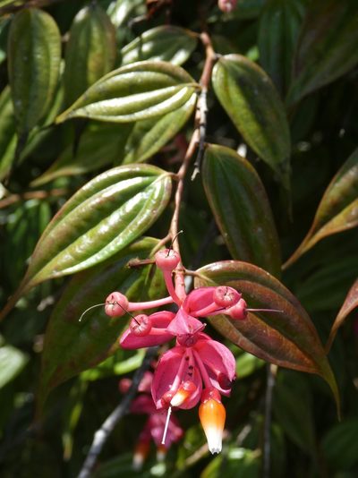 Cavendishia quereme, photographed by Kai Squires