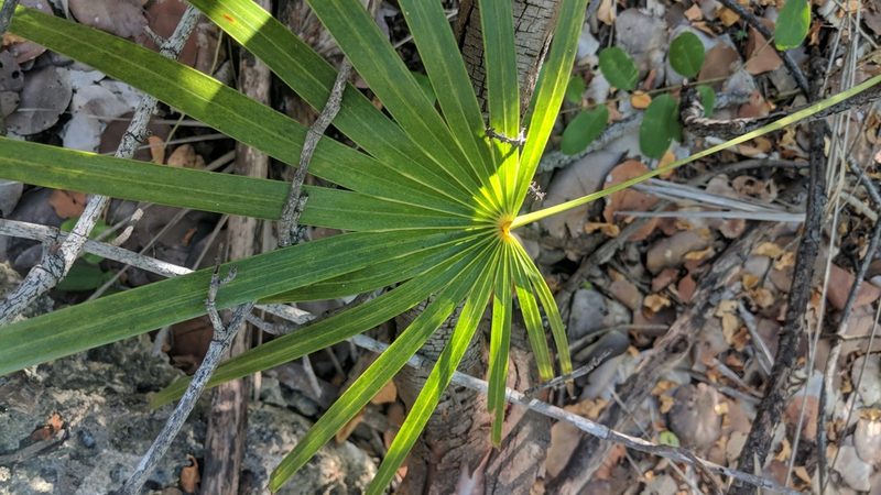 Coccothrinax proctorii, photographed by wverhoeven