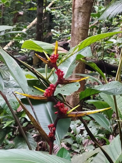 Heliconia richardiana, photographed by Guillaume Delaitre