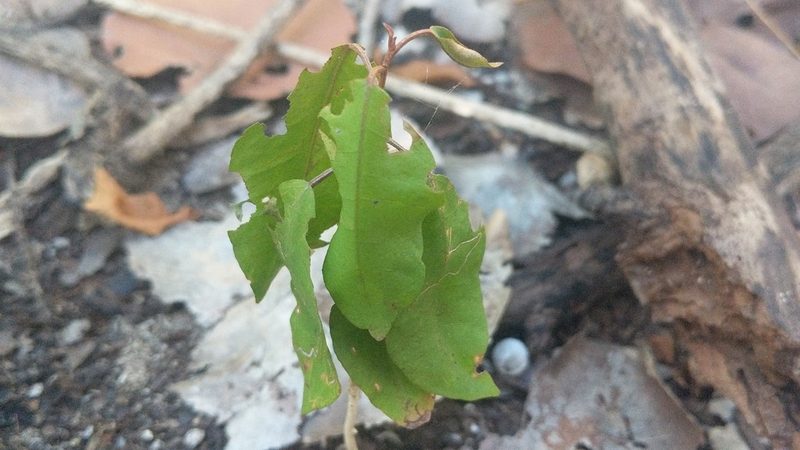 Croton nitens, photographed by wverhoeven