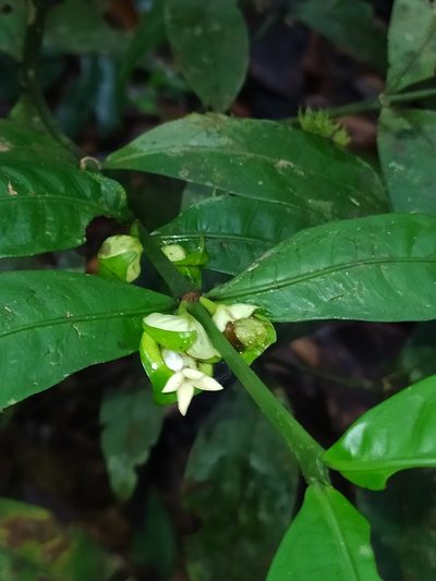Faramea guianensis, photographed by Guillaume Delaitre