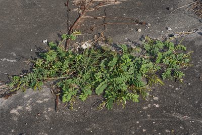 Tephrosia purpurea, photographed by 國立臺灣博物館