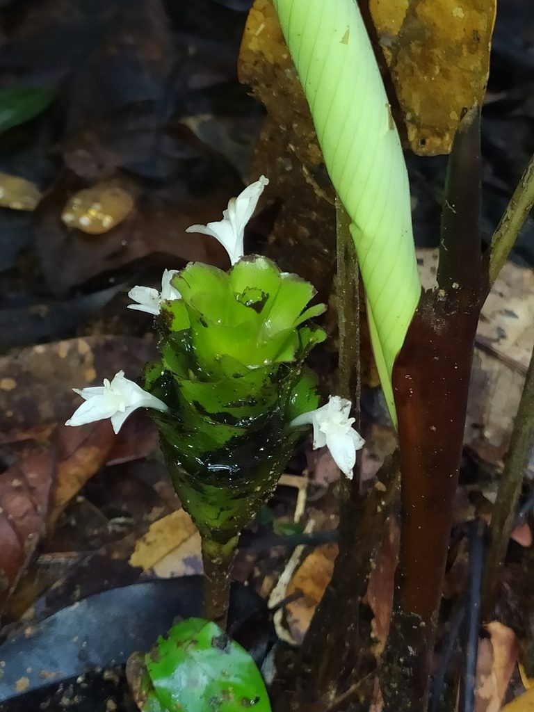 Goeppertia erecta, photographed by Guillaume Delaitre