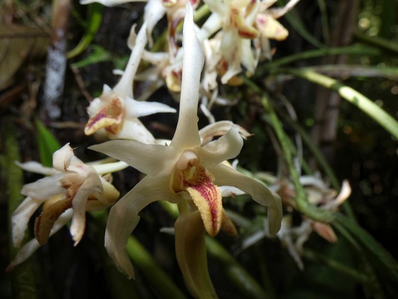 Xylobium elongatum, photographed by Kai Squires