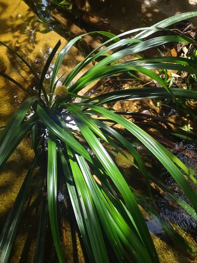 Thurnia sphaerocephala, photographed by Guillaume Delaitre