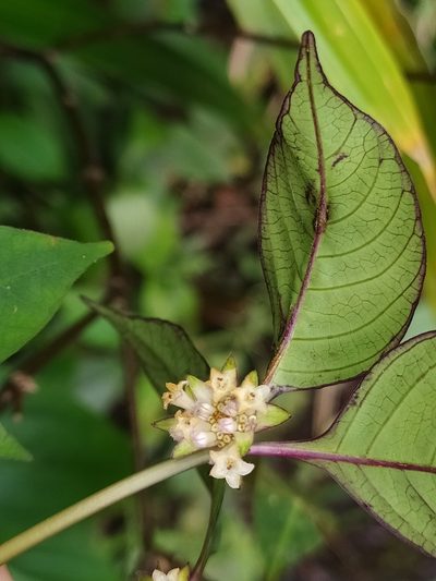 Palicourea hoffmannseggiana, photographed by Guillaume Delaitre