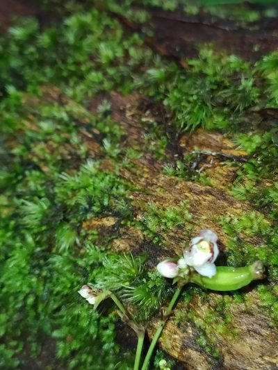 Cheiradenia cuspidata, photographed by Guillaume Delaitre