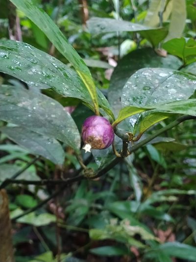 Palicourea apoda, photographed by Guillaume Delaitre