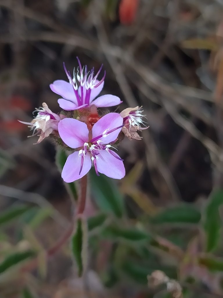 Ernestia confertiflora, photographed by Guillaume Delaitre
