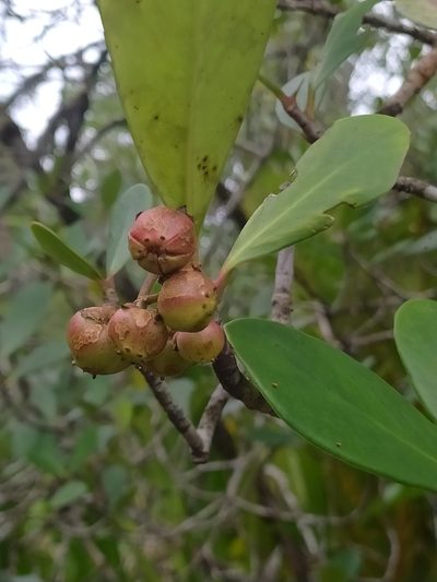 Clusia blattophila, photographed by Guillaume Delaitre