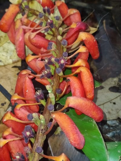 Norantea guianensis, photographed by Guillaume Delaitre