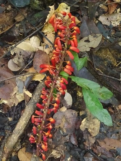 Norantea guianensis, photographed by Guillaume Delaitre