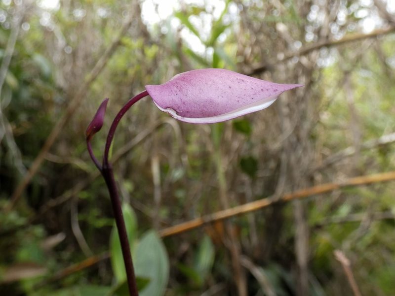 Utricularia praetermissa, photographed by Kai Squires