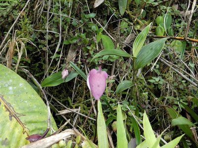 Utricularia praetermissa, photographed by Kai Squires