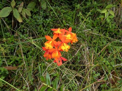 Epidendrum radicans, photographed by Kai Squires