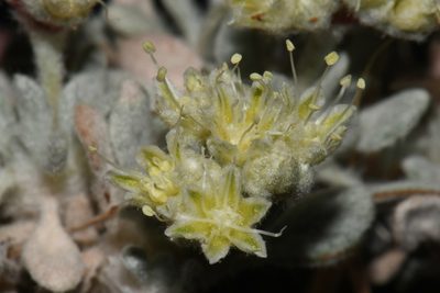 Eriogonum shockleyi, photographed by Brian Finzel