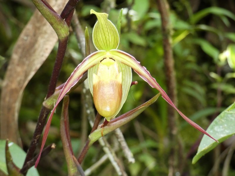 Phragmipedium longifolium, photographed by Kai Squires