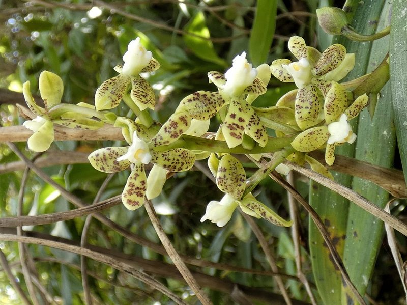 Prosthechea crassilabia, photographed by Kai Squires