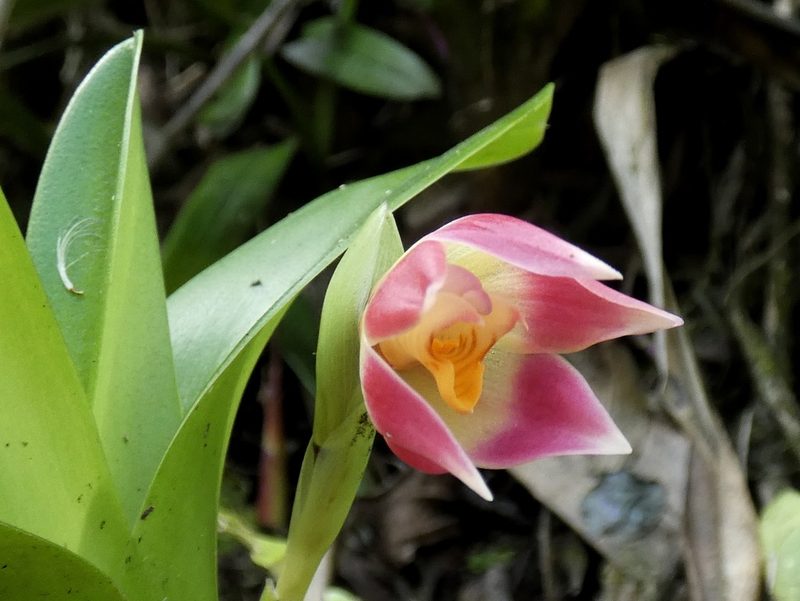 Maxillaria bradeorum, photographed by Kai Squires