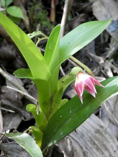 Maxillaria bradeorum, photographed by Kai Squires
