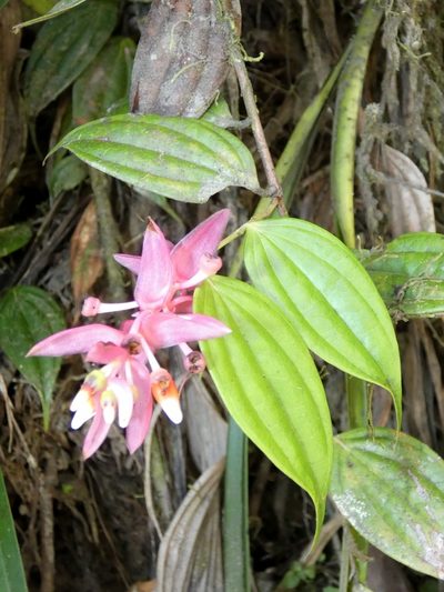 Cavendishia quereme, photographed by Kai Squires