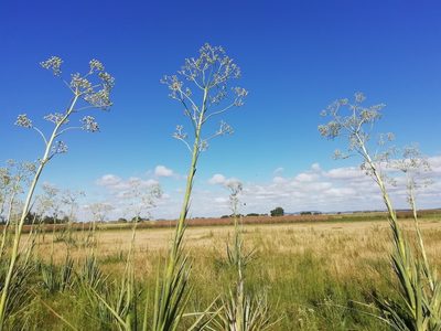 Eryngium pandanifolium, photographed by Agustina Medina