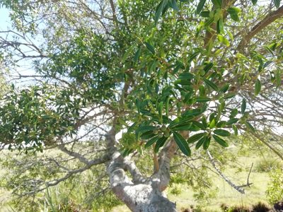 Sapium glandulosum, photographed by Agustina Medina