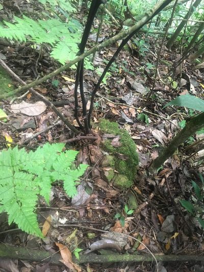 Dioscorea mexicana, photographed by harrier
