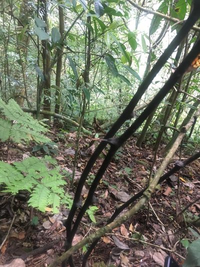 Dioscorea mexicana, photographed by harrier