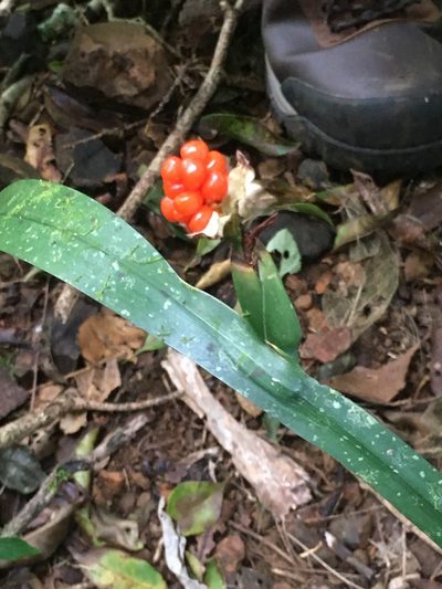 Trimezia variegata, photographed by harrier