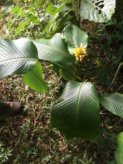 Goeppertia marantifolia, photographed by harrier