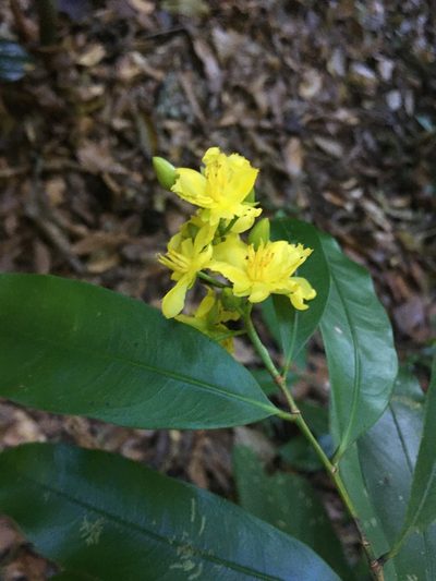 Ouratea lucens, photographed by harrier
