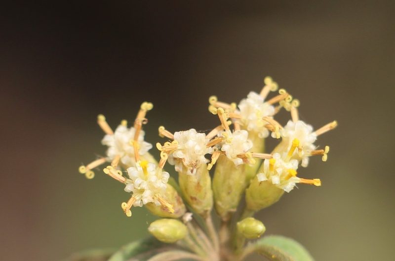 Calea ternifolia, photographed by Andrés Ramírez-Barrera
