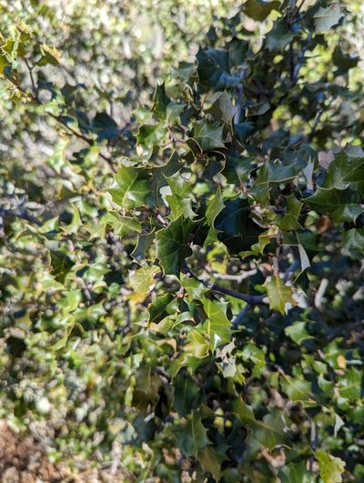 Quercus palmeri, photographed by Alexandre Passos