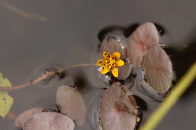 Cabomba aquatica, photographed by Guillaume Delaitre